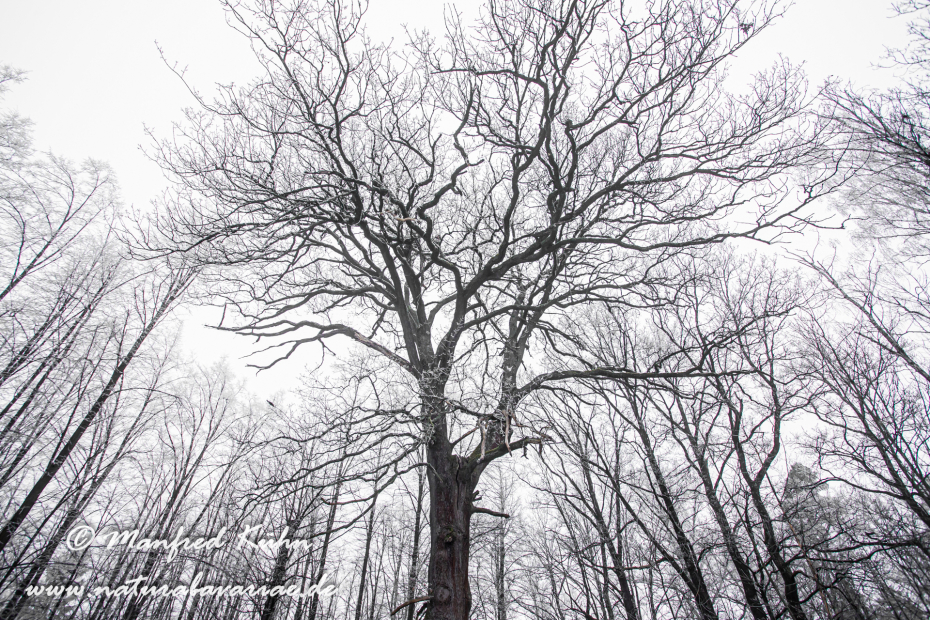Winter (Bäume)_0025